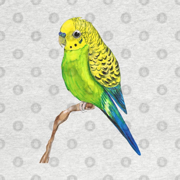 Cute budgie by Bwiselizzy